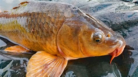 江釣鯉魚怎麼打窩 且談江釣鯉魚之秘技