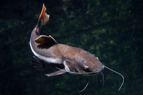 很像鯰魚的魚是什麼魚?鯰魚與其近親關係的魚種有哪些?