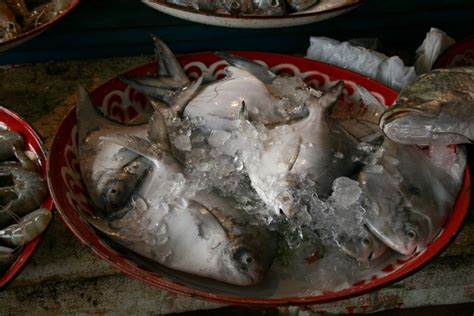 雅安什麼地方好釣魚